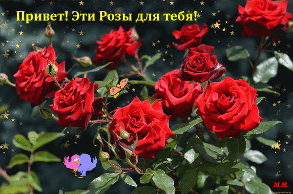 Анимированная открытка Привет! эти розы для тебя