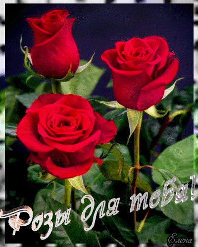 Анимированная открытка Розы для тебя! цветы розы