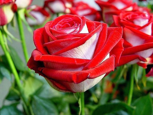 Открытка Роза красота природы роза