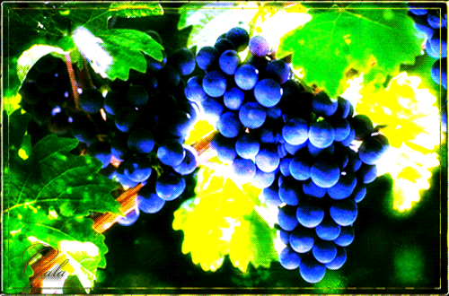Анимированная открытка Для Вас гроздь винограда