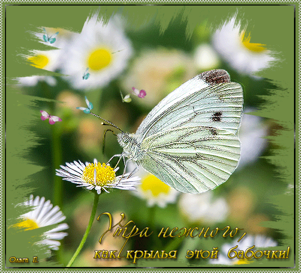 Анимированная открытка Утра нежного как крылья этой бабочки ольга п