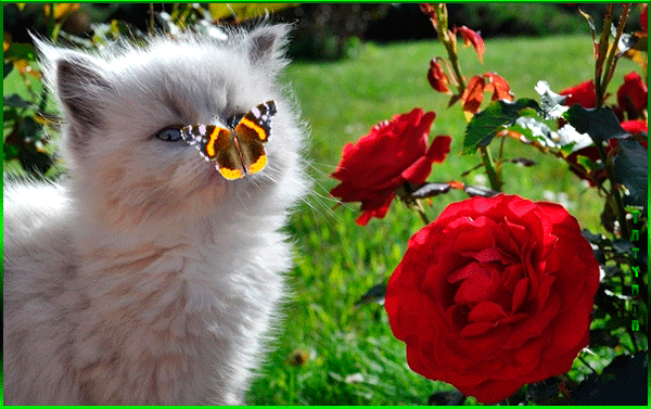 Анимированная открытка Котенок у розового куста у него на носу сидит бабочка