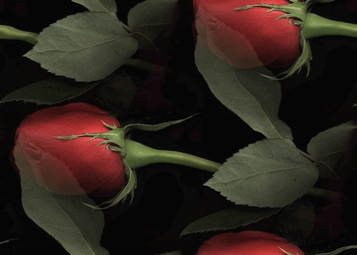 Анимированная открытка Розы под водой красная роза на черном фоне