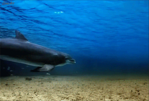 Анимированная открытка Дельфин и женжина