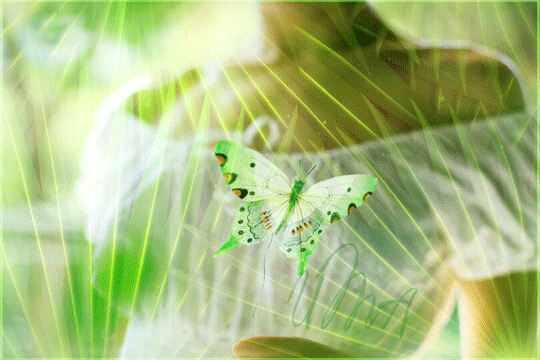 Анимированная открытка Бабочка, девушка