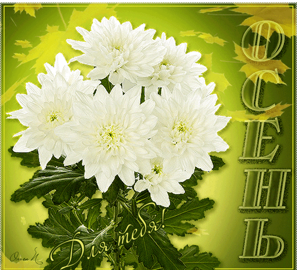 Анимированная открытка Осень хризантема балтика