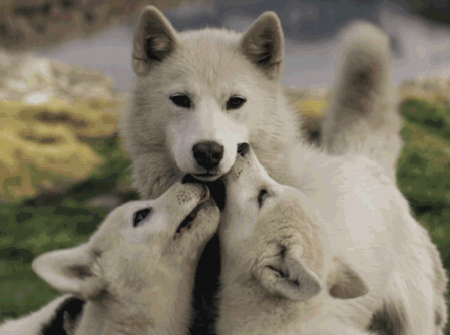 Анимированная открытка Собака и два щенка