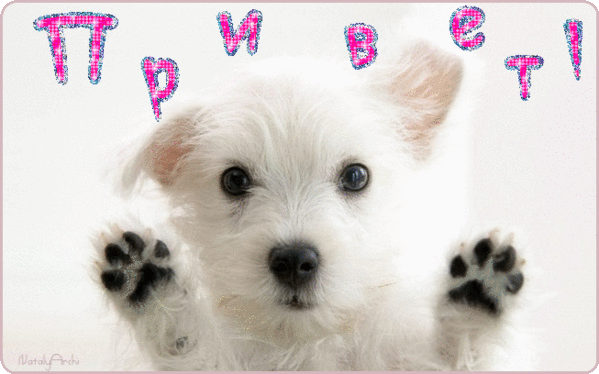 Анимированная открытка Привет передает щенок вест-хайленд-уайт-терьера