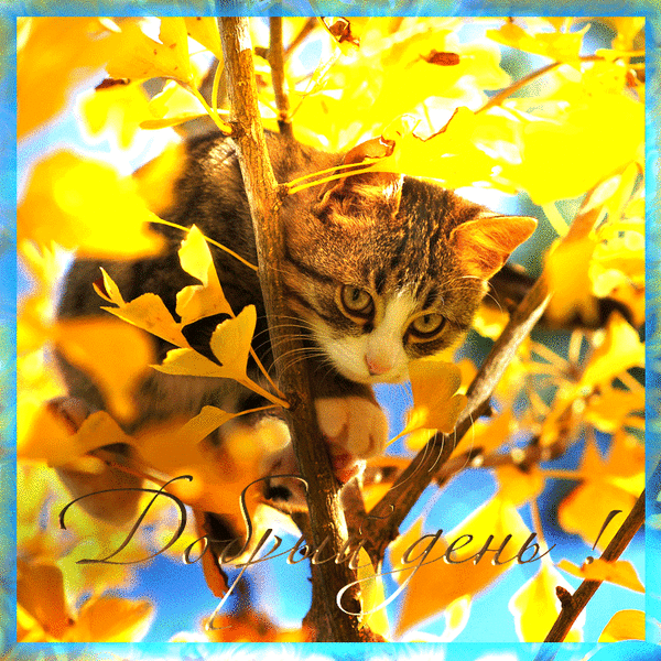 Анимированная открытка Добрый день! кошка и осень