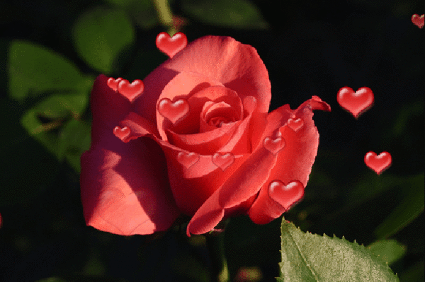 Анимированная открытка От красной розы разлетаются сердечки