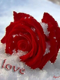 Анимированная открытка Love lacgoit роза на снегу