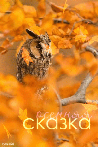 Анимированная открытка Осенняя сказка животные осенью