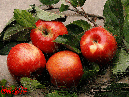 Анимированная открытка Нет текста яблоки