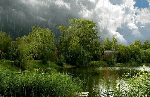 Анимированная открытка Летний дождь. весенний лес