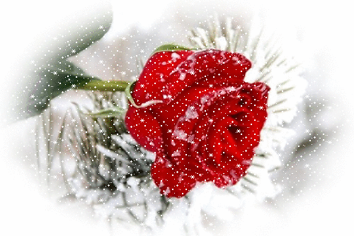 Анимированная открытка Роза розы в снегу
