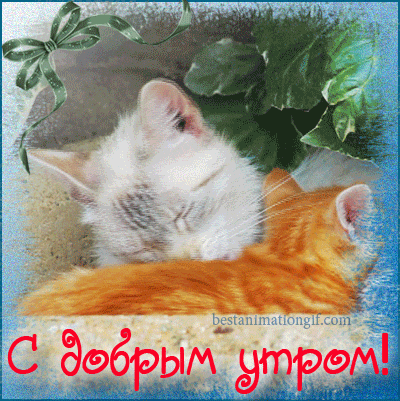 Анимированная открытка С добрым утром доброе утро кошка