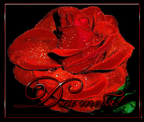 Анимированная открытка Для тебя! шикарные розы анимация