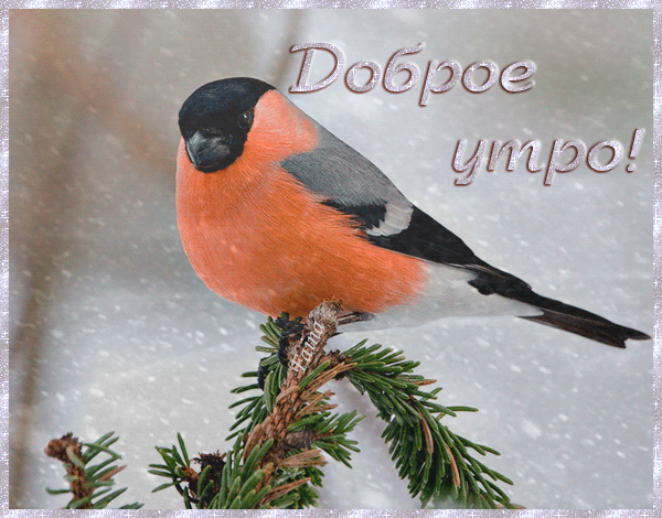 Анимированная открытка Доброе утро птица снегирь