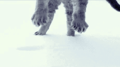 Анимированная открытка Котик падает в снег