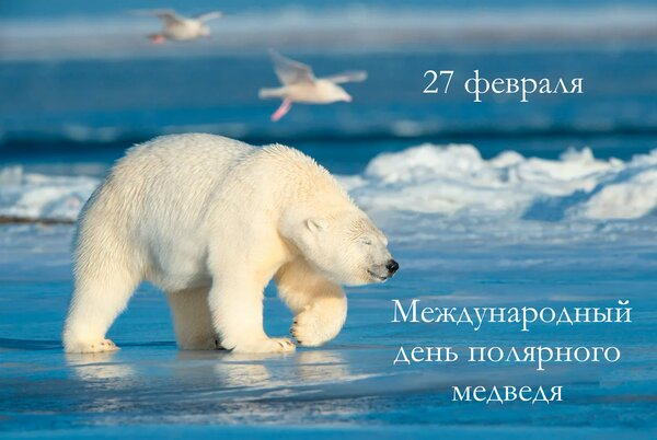 Открытка 27 февраля Международный день полярного медведя