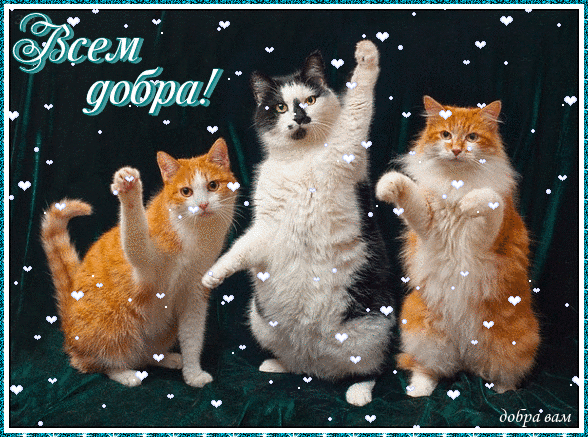 Анимированная открытка Всем добра! коты и немцы