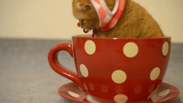 Анимированная открытка Кот в кружке котенок самый пушистый в мире