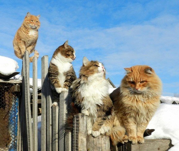 Открытка Коты мартовские коты