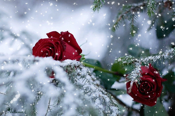 Анимированная открытка роза в снегу