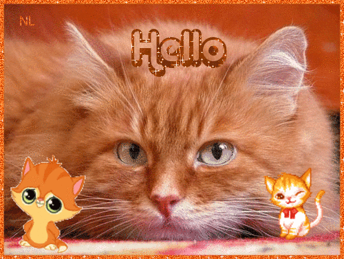 Анимированная открытка Hello рыжий кот