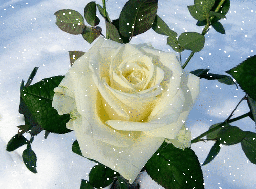 Анимированная открытка Роза белая роза