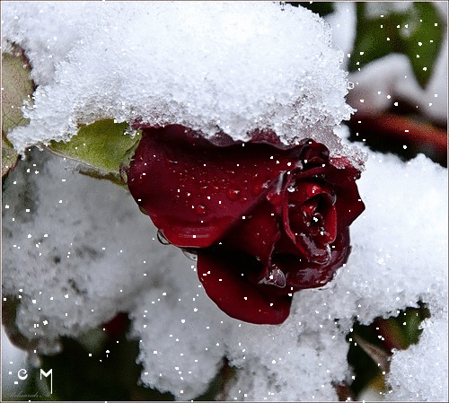 Анимированная открытка Розв в снегу красная роза на снегу