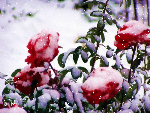 Анимированная открытка розы под снегом