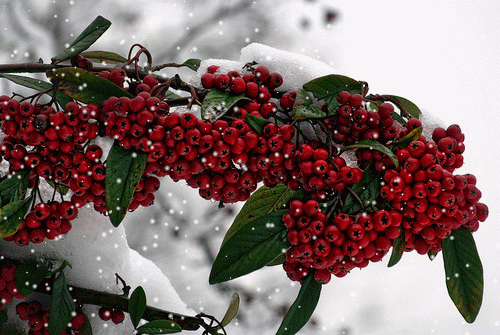 Анимированная открытка Кисть рябиновых ягод под снегом