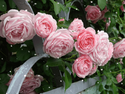 Анимированная открытка Розы цветок на заборе