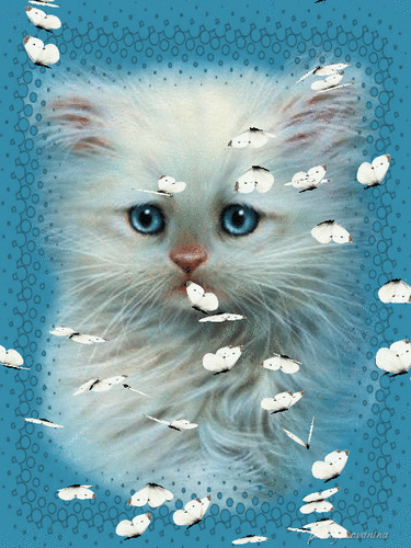 Анимированная открытка Котик