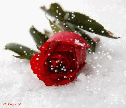 Анимированная открытка Роза Роза На Снегу