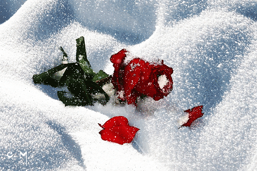 Анимированная открытка Красная роза на снегу