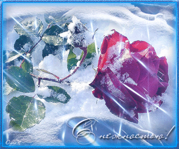 Анимированная открытка С нежностью! белые розы в снегу