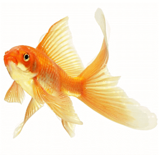 Анимированная открытка Золотая рыбка. Загадай желание.
