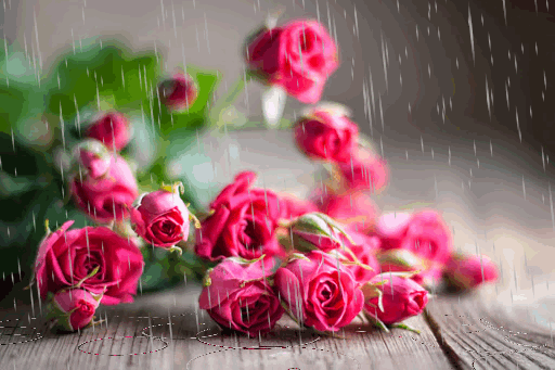 Анимированная открытка Букет роз розы цветы