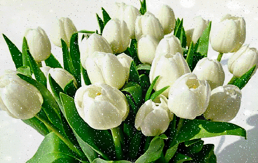 Анимированная открытка Белые тюльпаны белые тюльпаны