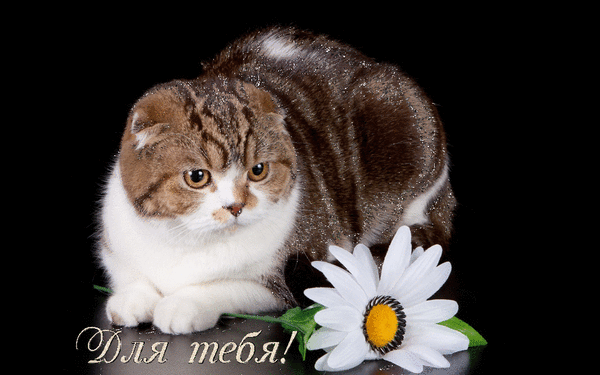 Анимированная открытка Для тебя! день кошек