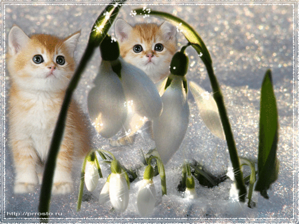 Анимированная открытка Два котёнка подснежники на снегу