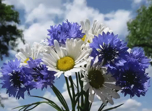 Анимированная открытка Цветы полевой букет