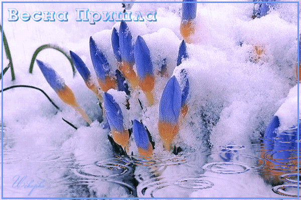 Анимированная открытка Весна Пришла цветы в снегу
