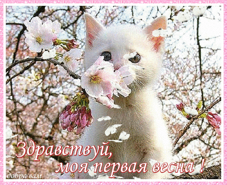 Анимированная открытка Здравствуй моя первая весна!