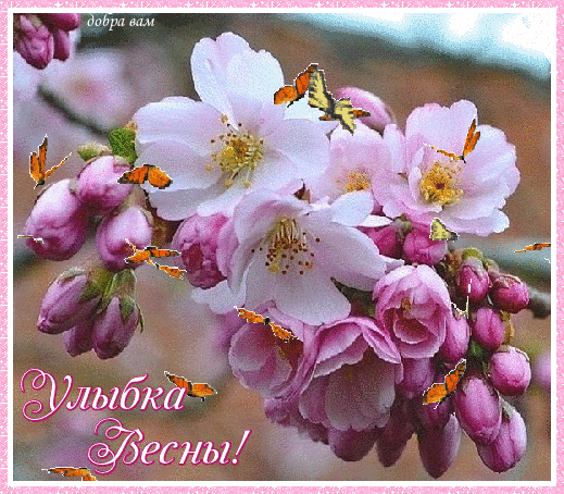 Анимированная открытка Улыбка Весны! цветущая сакура