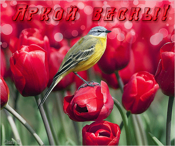 Анимированная открытка Яркой весны! красные тюльпаны