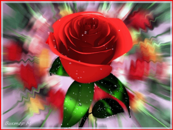 Анимированная открытка Красная роза марина спасибо