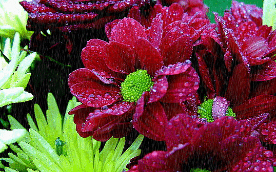 Анимированная открытка Цветы бордовые цветы